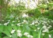 planten