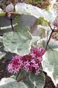 tuin